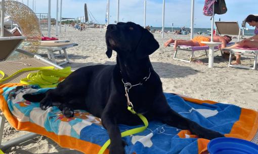 Cane nero rilassato su un lettino in spiaggia.